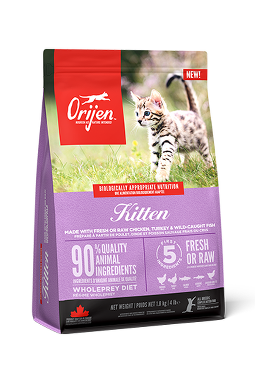 Kitten